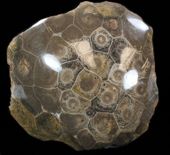 Polished Fossil Coral - Morocco #35350